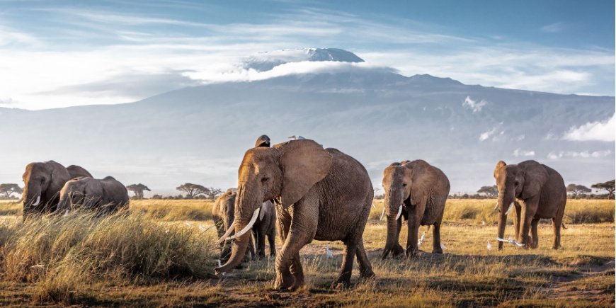 Elefanter i Amboseli nationalpark med Kilimanjaro i bakgrunden