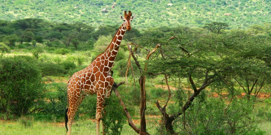 Giraff i Samburus gröna landskap