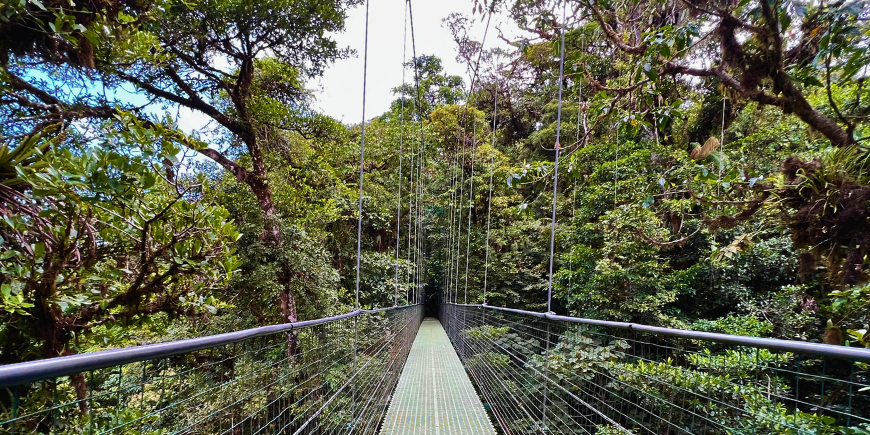 Utsikt över hängbro i Monteverde Costa Rica