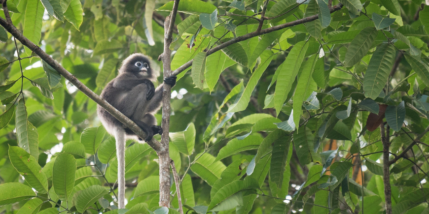 Hulmanaber, Khao Sok nationalpark, Thailand.