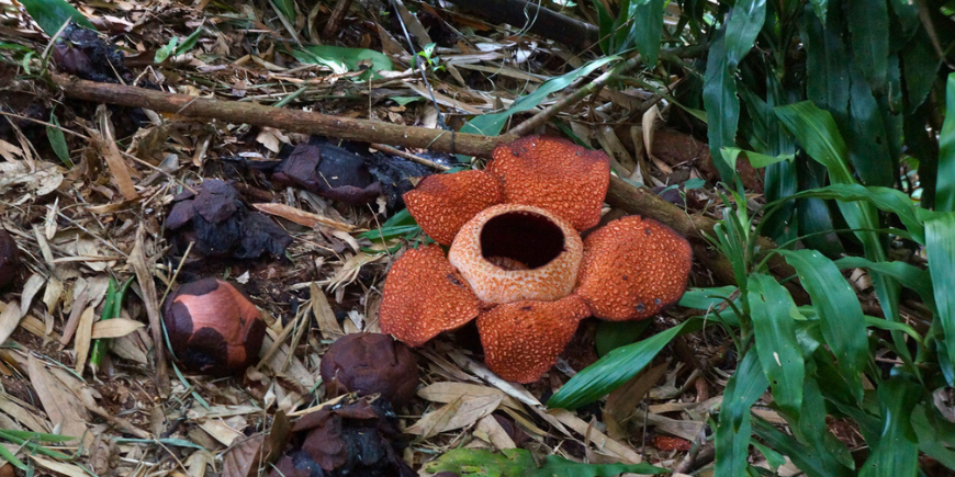 Rafflesia, känd som ”världens största blomma”.