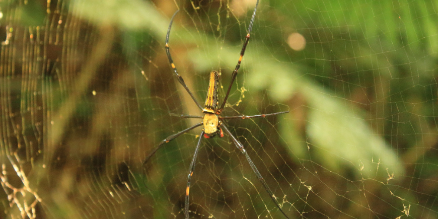 Golden Orb Spider i Khao Soks regnskog