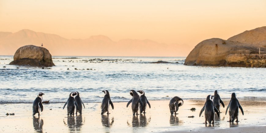 Pingviner vid Boulders Beach i Kapstaden