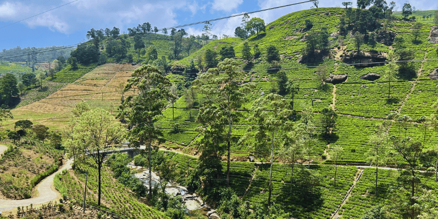 teplantage i sri lanka