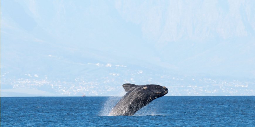 Val bryter vattenytan i False Bay i Kapstaden, Sydafrika