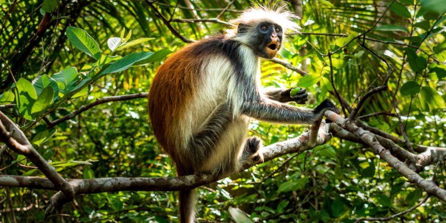 Röd colobusapa i Jozani Forest på Zanzibar 