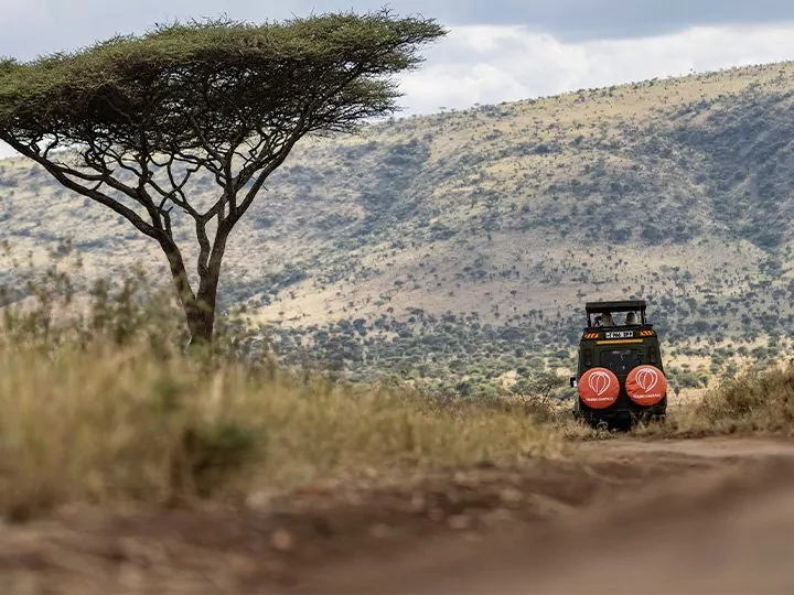 Safari och resor till Afrika