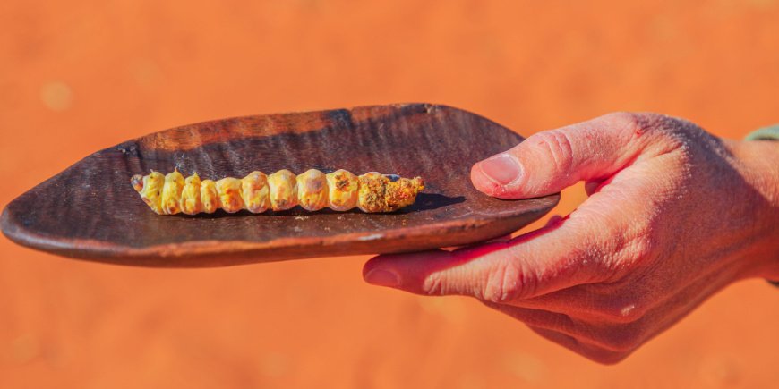 bush tucker witchetty grub