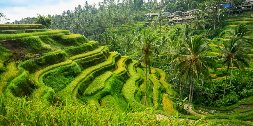 Risterrass i Tegalalang på Bali