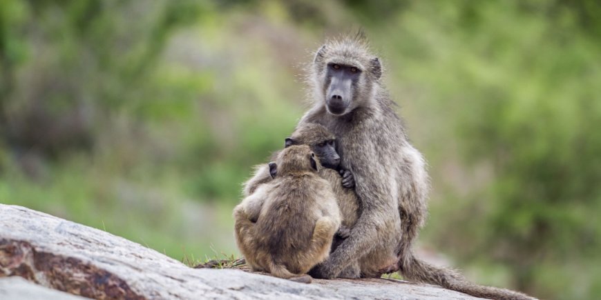 Babian och babianunge i Kruger