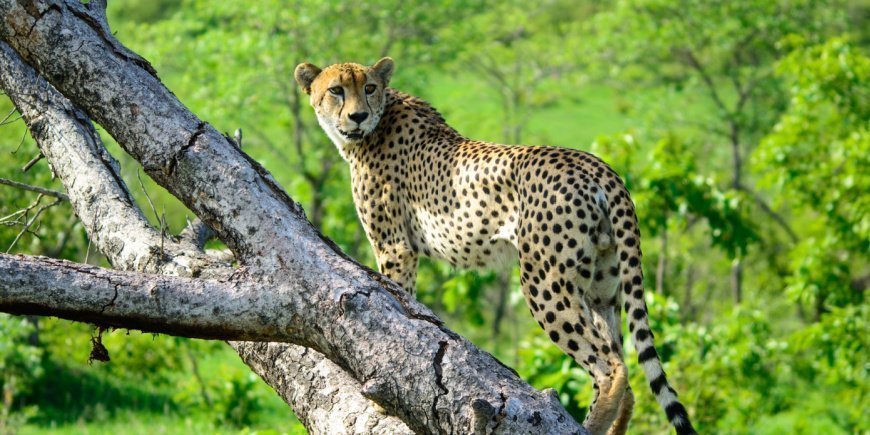 Gepard i ett träd i Sabi Sands Game Reserve i Sydafrika