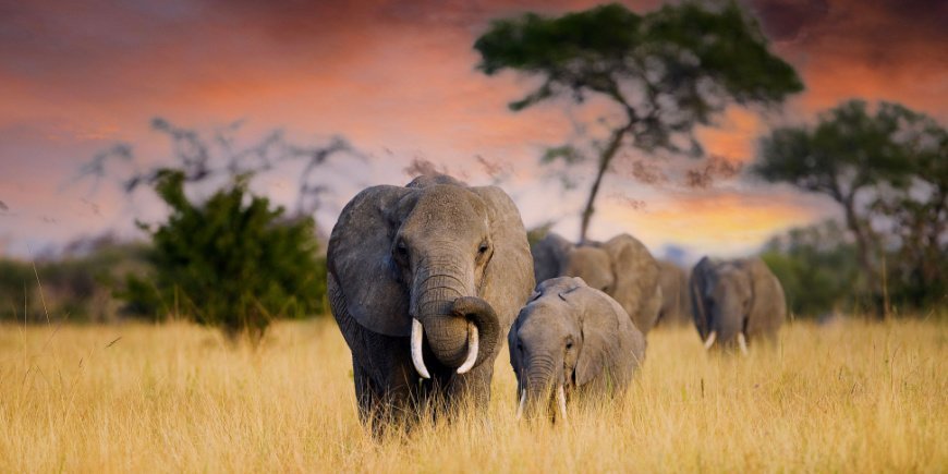 Elefant och elefantunge i Tanzania
