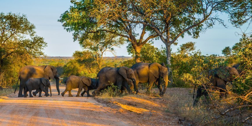 Elefanter på en grusväg i Kruger nationalpark