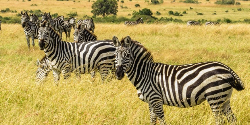 En grupp zebror i Masai Mara