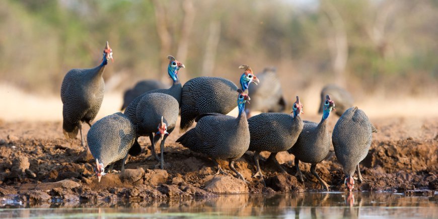 Pärlhöns i Botswana