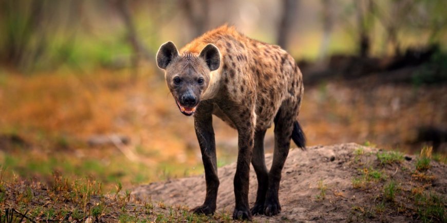 Hyena i Botswana