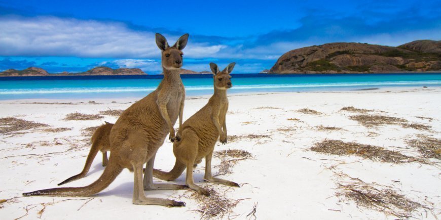 Två kängurur på stranden på Kangaroo Island