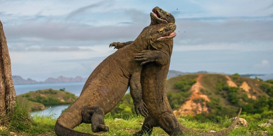 Två komodovaraner slåss på ön Komodo