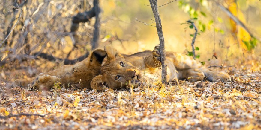 Lejon ligger och slappnar av i Nyerere nationalpark i Tanzania