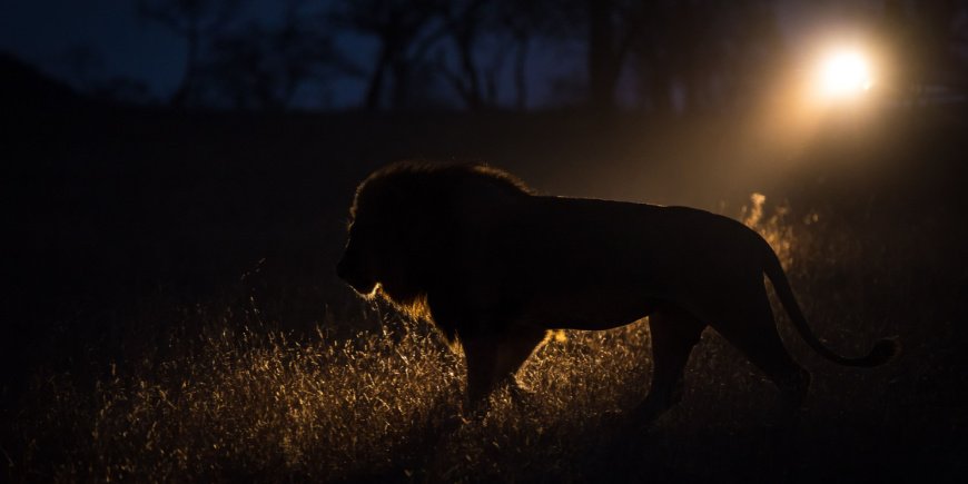 Lejon går i mörkret i Greater Kruger-området