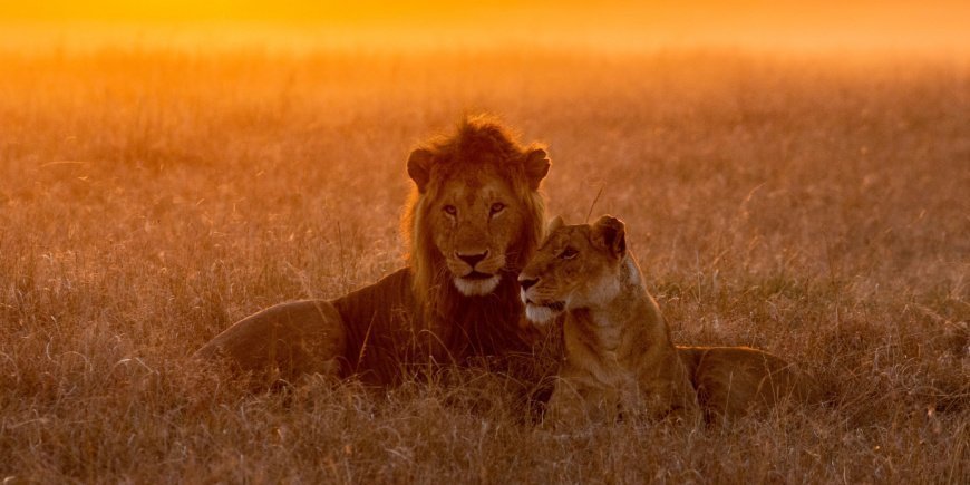 Lejon i Masai Mara