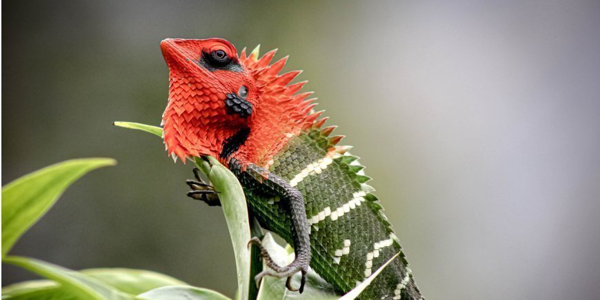 En rödgrön ödla i Sinharajas regnskog på Sri Lanka