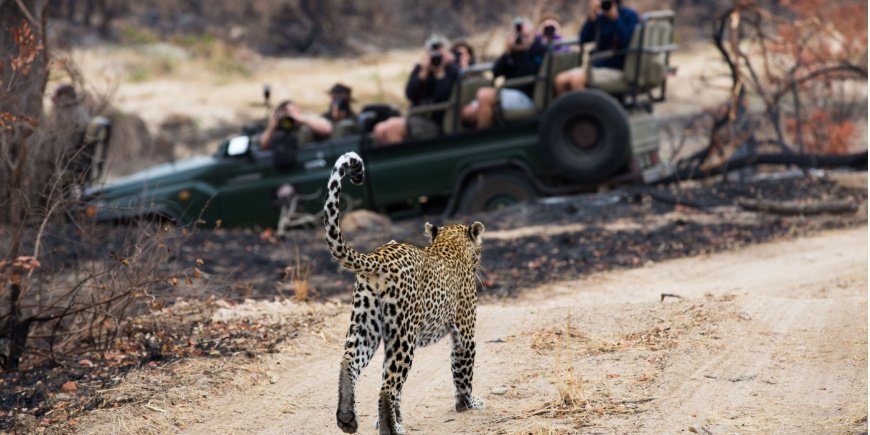 Leopard i Sabi Sands viltreservat