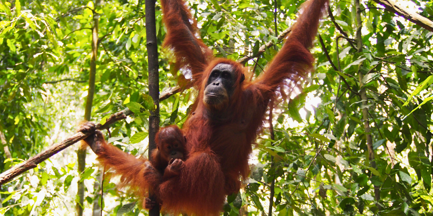Orangutang hänger från träd i Sumatras regnskog 