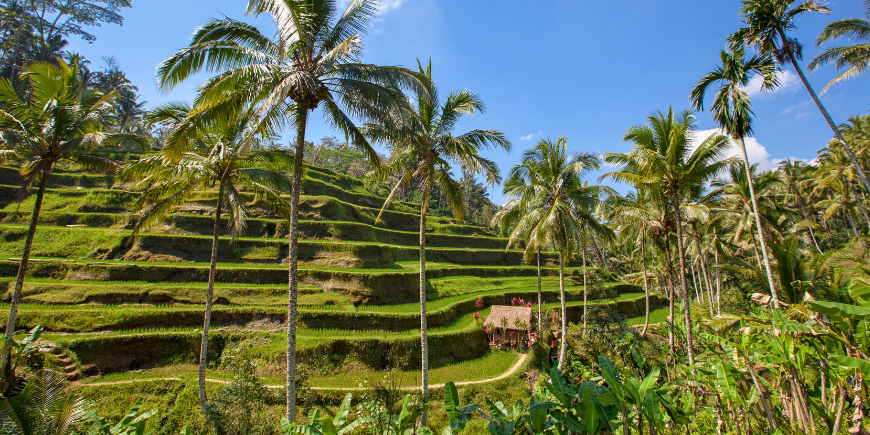 Tegallalang risterrass på Bali, Indonesien