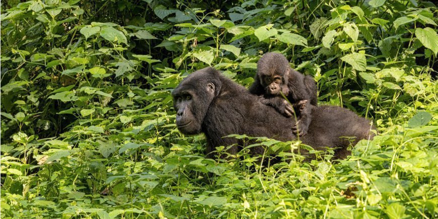 Två gorillor i Bwindi, Uganda