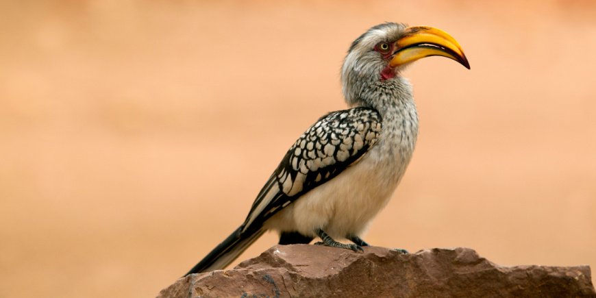 Noshörningsfågel i Kruger