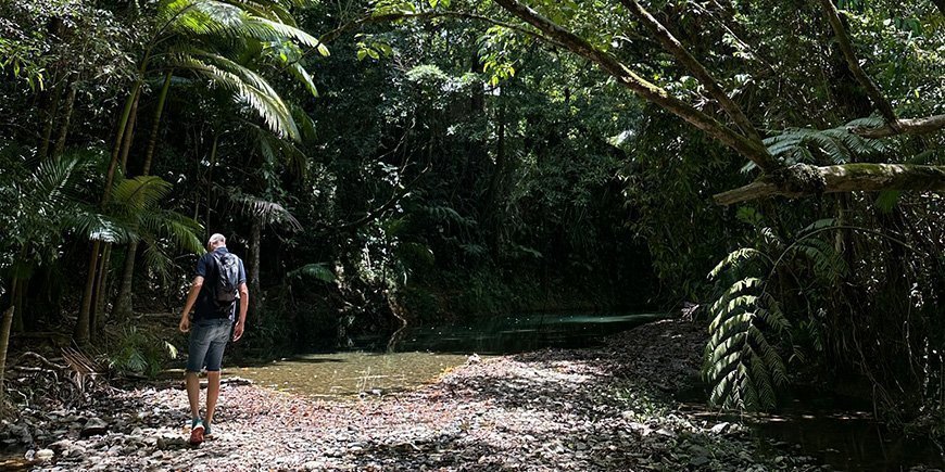 Man står i regnskogen Daintree i Australien