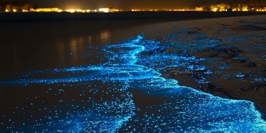 Lysande plankton på strand på Maldiverna