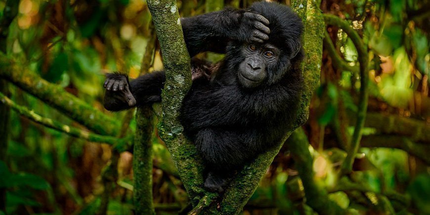 Gorillabebis i Bwindi Impenetrable National Park i Uganda 
