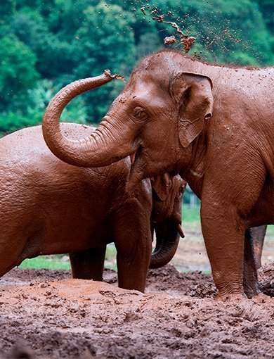 Elefanterna i ChangChill, Thailand