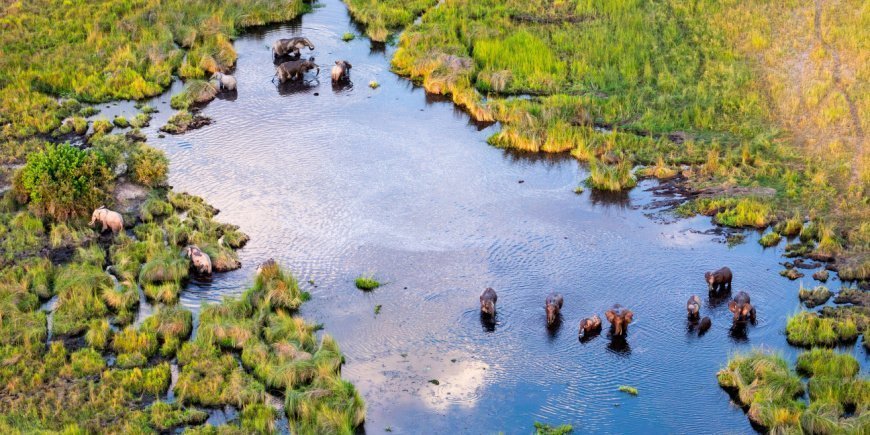 Elefanter sedda ovanifrån i Okavangodeltat i Botswana