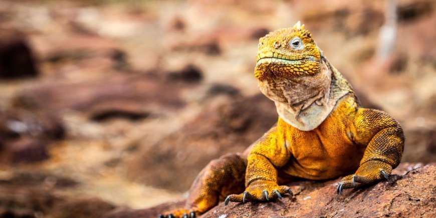 Landleguan på Galapaoöarna