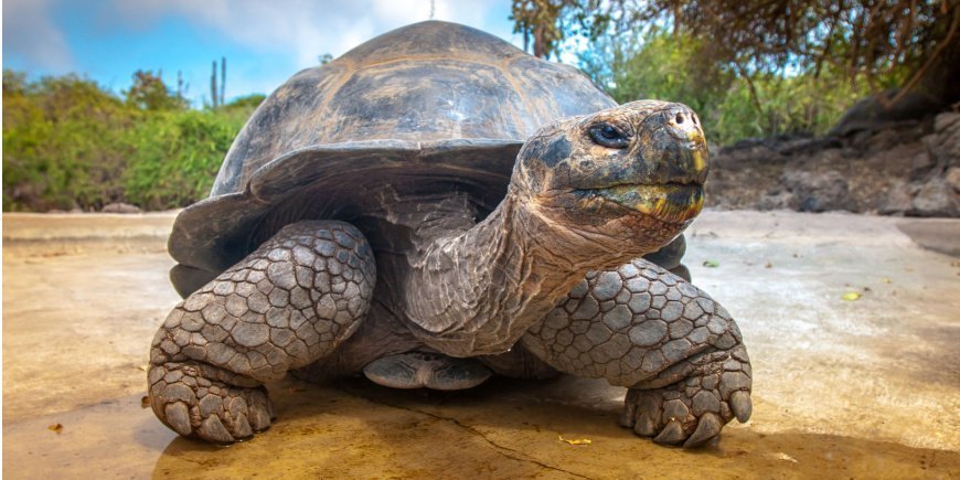 Galápagossköldpadda på land