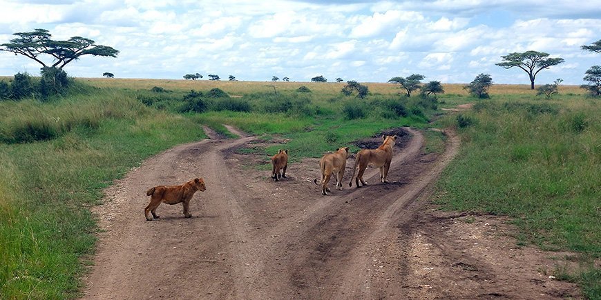 En grupp lejonhonor och deras ungar ser efter något i fjärran