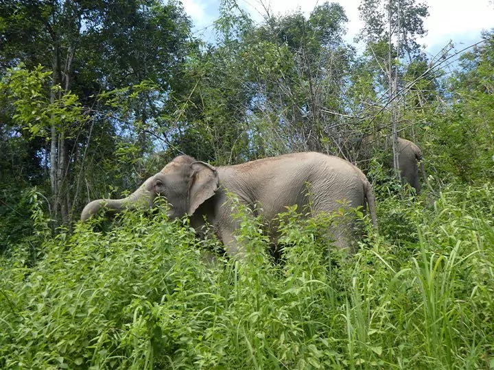 Elefanterna i ChangChill, Thailand