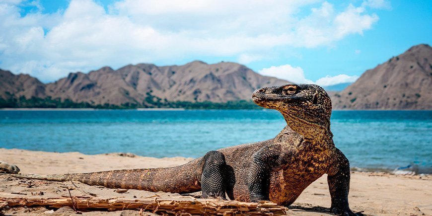 Komodovaran på Komodoöarna i Indonesien 