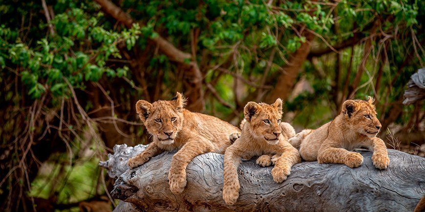 Lejonungar i Kruger nationalpark 