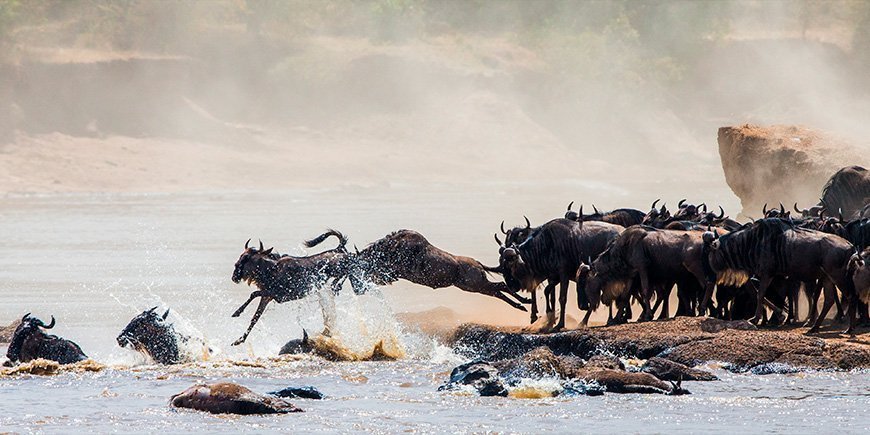 Gnuer hoppar för sina liv vid Marafloden i Masai Mara 