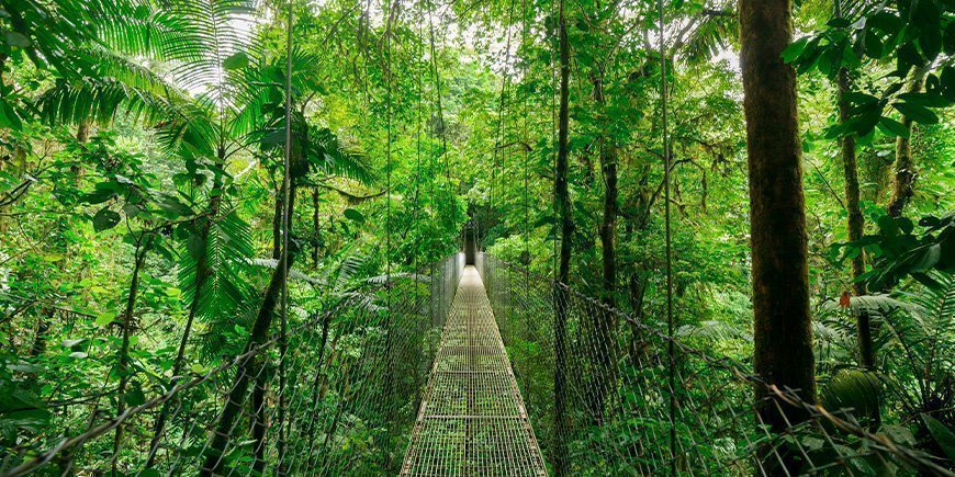 Hängbro i trädtopparna i Monteverde, Costa Rica 