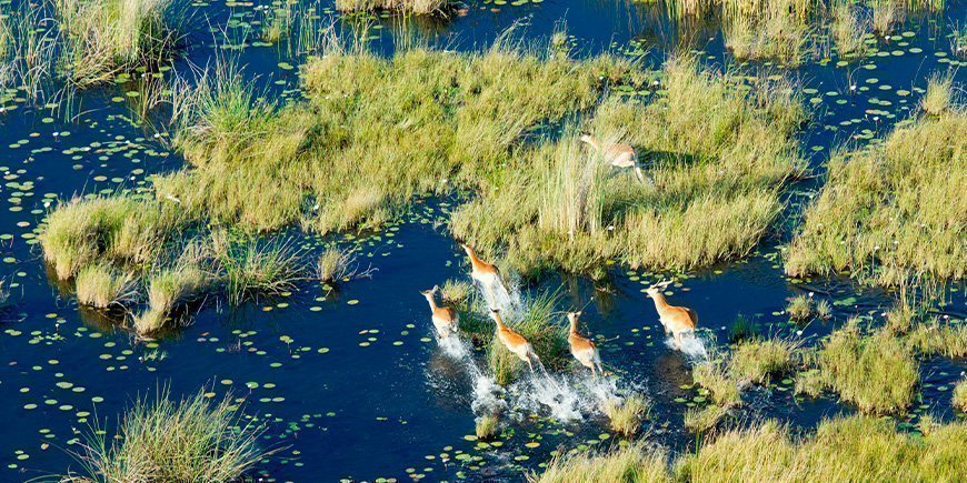 Antiloper i Okavangodeltat 