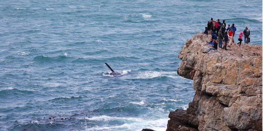 Människor ser på val från klippavsats i Hermanus i Sydafrika