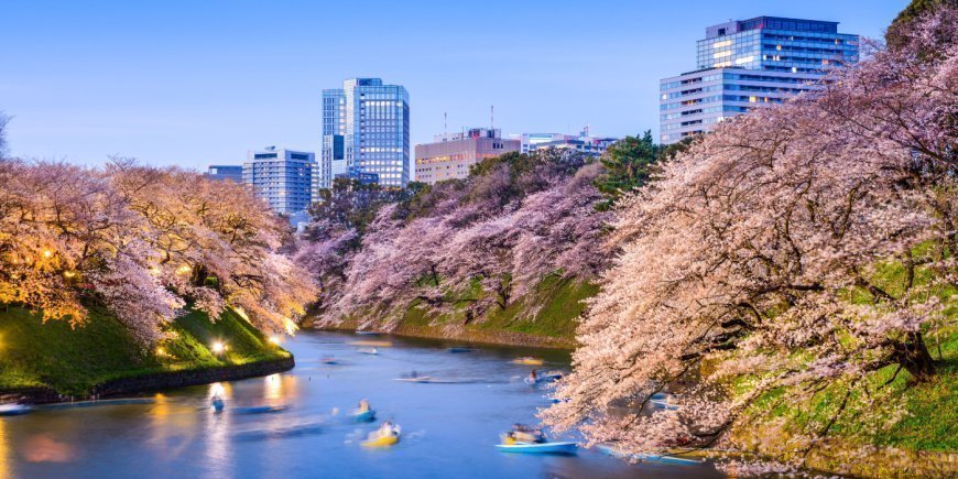 Sakura – körsbärsblomning i Tokyo
