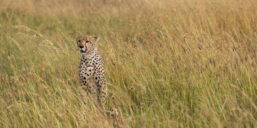 Gepard på savannen i Serengeti nationalpark, Tanzania