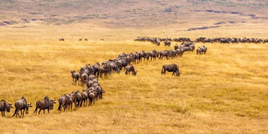 Gnuer vandrar på lång rad i Kenya