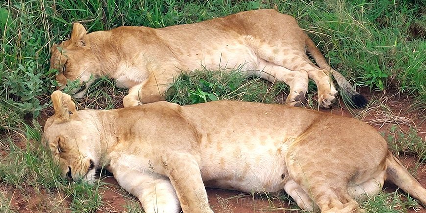 Två lejonhonor sover i gräset